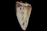 Serrated, Fossil Phytosaur Tooth - New Mexico #133315-1